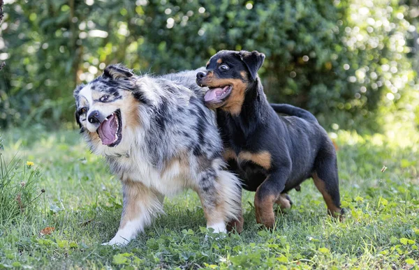 Köpek Yavrusu Rottweiler Yazın Avustralya Çobanıyla Oynuyor — Stok fotoğraf