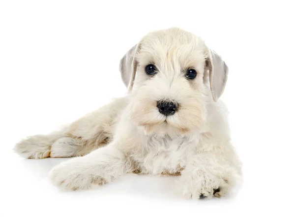 白い背景の前に子犬のミニチュアシュノーザー — ストック写真