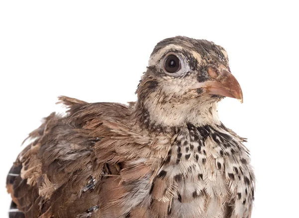 Red Legged Partridge Front White Background — Stock Photo, Image