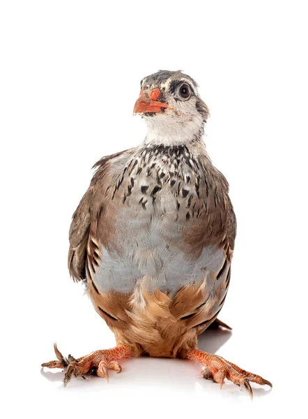 Red Legged Partridge Front White Background — Stock Photo, Image