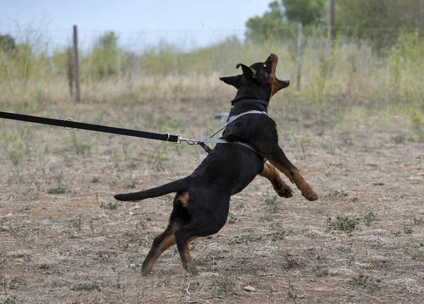 Giovane Cucciolo Rottweiler Formazione Nella Natura — Foto Stock