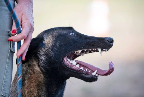 Nahaufnahme Der Zähne Eines Belgischen Schäfers Der Natur — Stockfoto