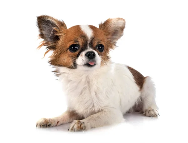 Kleine Chihuahua Voor Witte Achtergrond — Stockfoto