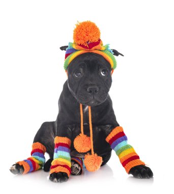 Beyaz arka planda köpek yavrusu staffordshire boğa teriyeri