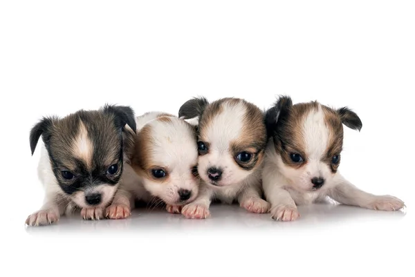 Liten Chihuahuas Framför Vit Bakgrund — Stockfoto