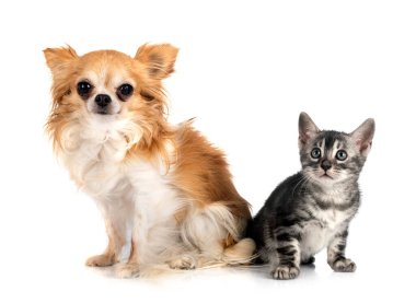 Bengal kedi ve beyaz arka plan önünde chihuahua