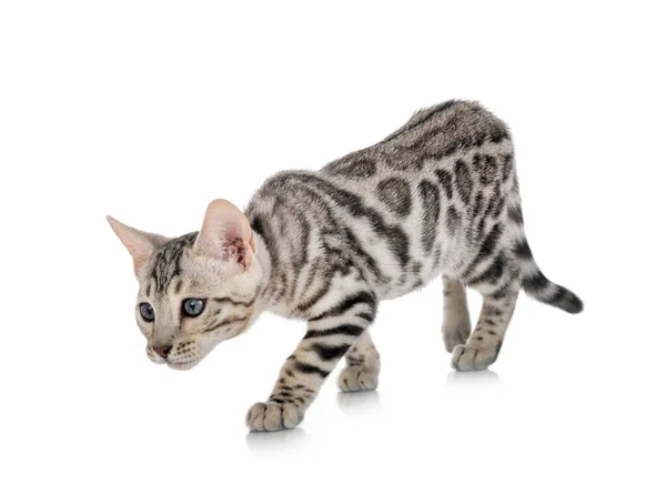 Bengal Cat Front White Background — Stock Photo, Image