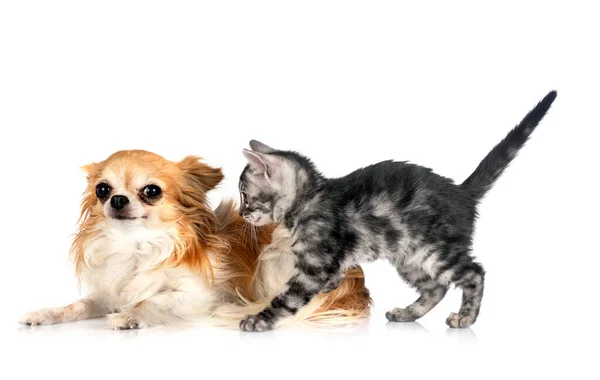 Bengaalse Kat Chihuahua Voor Witte Achtergrond — Stockfoto