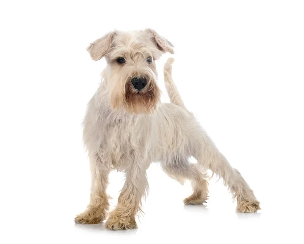 Miniatuur Witte Schnauzer Voorkant Van Witte Achtergrond — Stockfoto