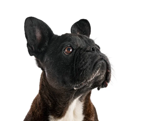 Fransk Bulldog Framför Vit Bakgrund — Stockfoto