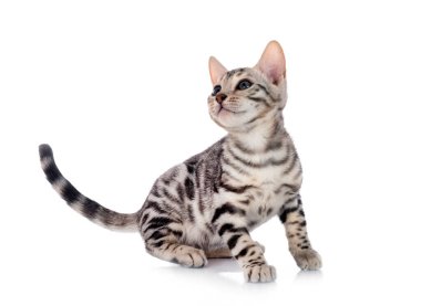 Bengal kedisi beyaz arka planda