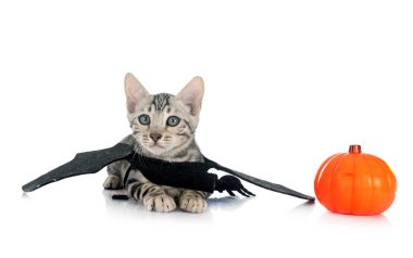 Bengal kedisi beyaz arka planda