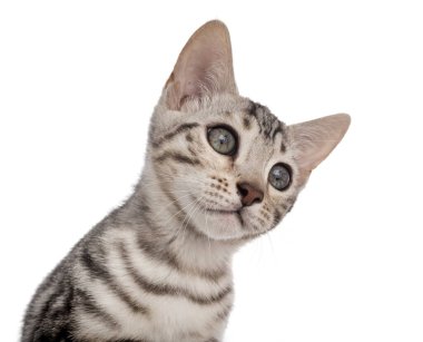 Bengal kedisi beyaz arka planda