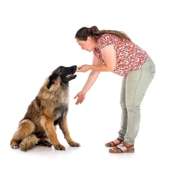 Young Leonberger Woman Front White Background — Stock Photo, Image