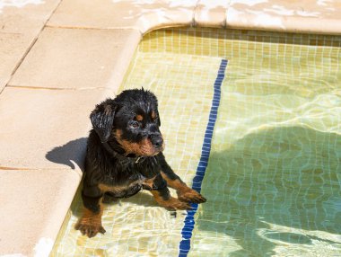Yavru Rottweiler yazın yüzme havuzunun yanında.