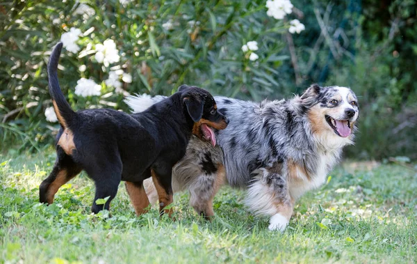 Puppy Rottweiler Playing Australian Shepherd Nature Summer — Stock Photo, Image