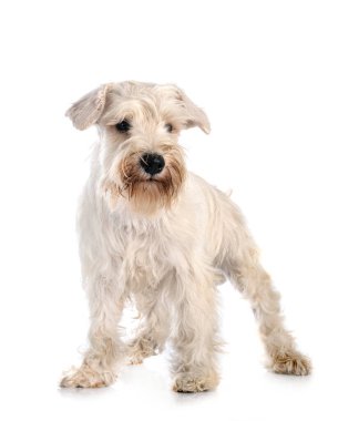 Beyaz arkaplan önünde minyatür beyaz schnauzer