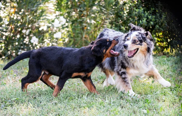 Szczeniak Rottweiler Zabawy Owczarkiem Australijskim Przyrodzie Lecie — Zdjęcie stockowe