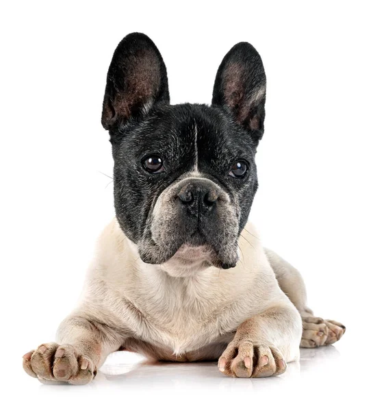 Franse Bulldog Voorkant Van Witte Achtergrond — Stockfoto