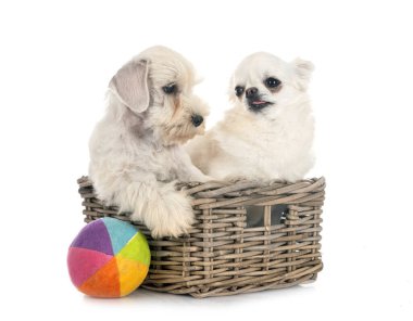 Minyatür Schnauzer köpek yavrusu ve beyaz arka plan önünde chihuahua