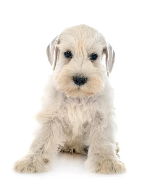 Filhote Cachorro Schnauzer Miniatura Frente Fundo Branco — Fotografia de Stock