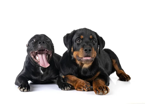 Cachorro Staffordshire Bull Terrier Rottweiler Frente Fondo Blanco — Foto de Stock