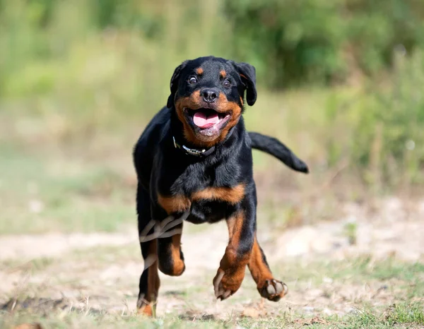 Cachorro Rottweiler Correndo Natureza Verão — Fotografia de Stock