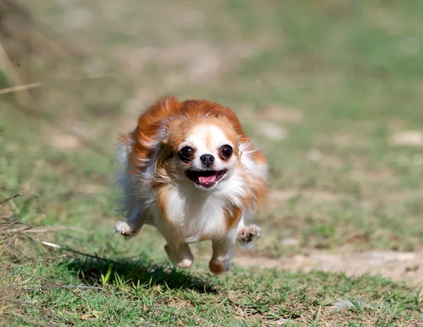 Pequeno Chihuahua Correndo Natureza — Fotografia de Stock