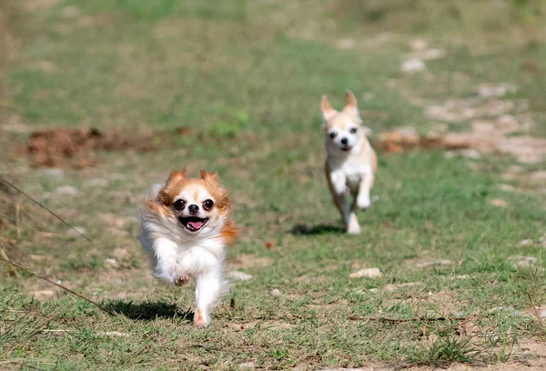 自然界を走る小さなチワワは — ストック写真