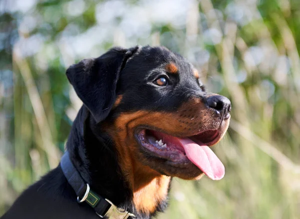 Cachorro Rottweiler Correndo Natureza Verão — Fotografia de Stock