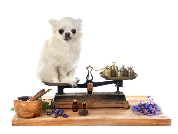 Chihuahua Sur Une Balance Roberval Devant Fond Blanc — Photo