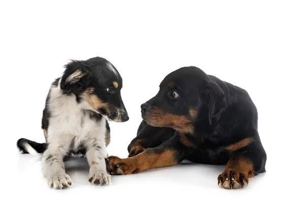 Minyatür Amerikan Çoban Köpeği Köpek Yavrusu Rottweiler Beyaz Arkaplanın Önünde — Stok fotoğraf