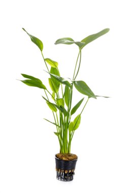 Beyaz arkaplan önünde Echinodorus grandiflorus