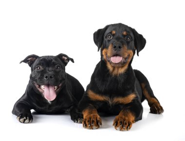 Beyaz arka plan önünde köpek yavrusu staffordshire boğa teriyeri ve rottweiler