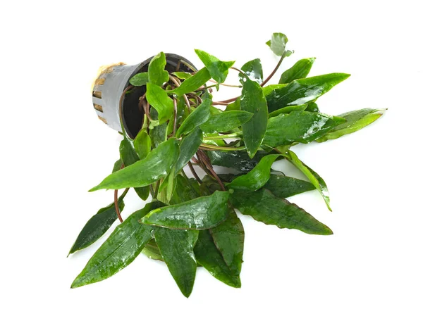 Beyaz Arkaplan Önünde Cryptocoryne Affinis — Stok fotoğraf