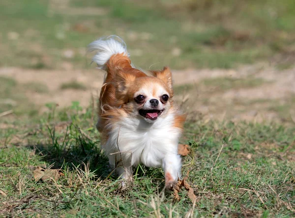 Liten Chihuahua Kör Naturen — Stockfoto