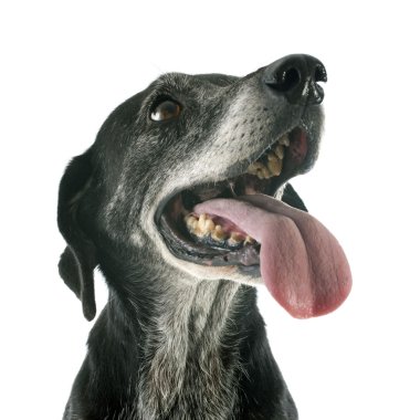 Yaşlı Köpek