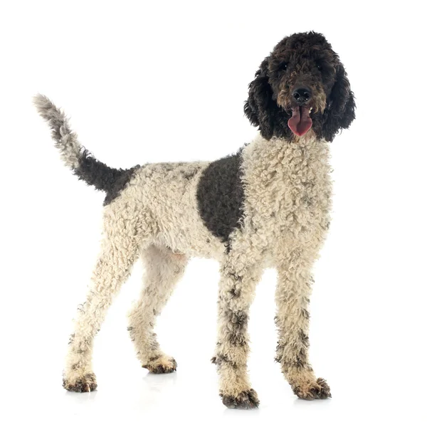 Portuguese Water Dog — Stock Photo, Image