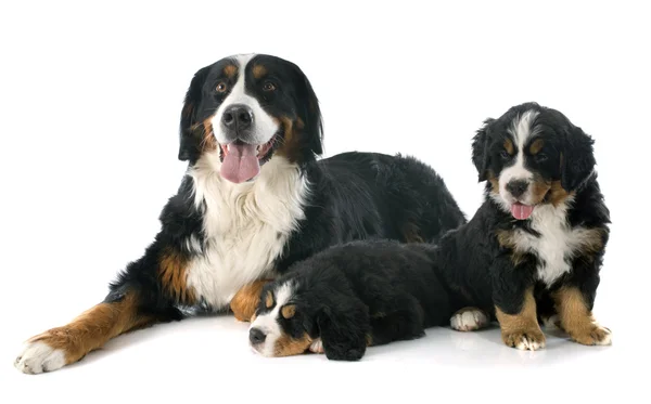Cachorros e adulto bernese moutain cão — Fotografia de Stock