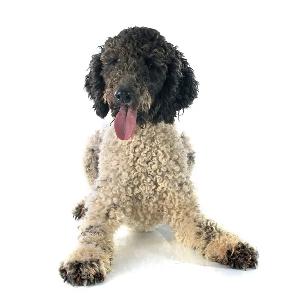 Portekiz su köpeği