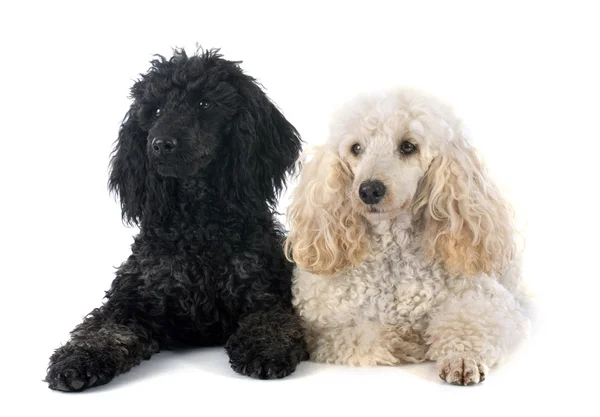 Two poodles — Stock Photo, Image