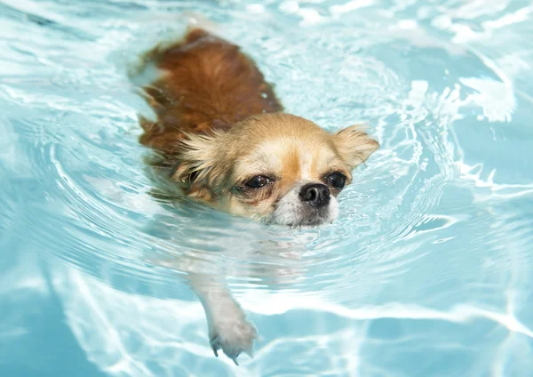 Schwimmender Chihuahua — Stockfoto