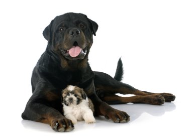 köpek yavrusu shitzu ve rottweiler