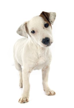yavru jack russel terrier