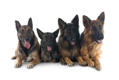 dört sheepdogs