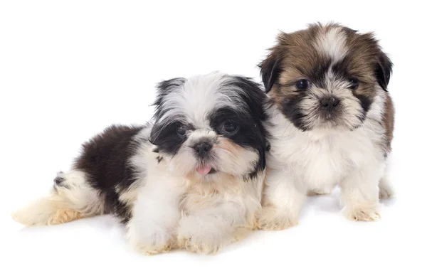 Puppies shitzu — Stock Photo, Image