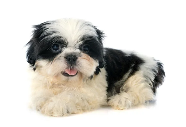 Cãozinho de merda. — Fotografia de Stock