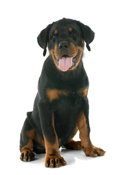 Rottweiler filhote — Fotografia de Stock