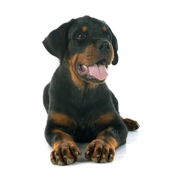 Cucciolo rottweiler — Foto Stock