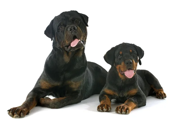 Puppy and adult rottweiler — Stock Photo, Image